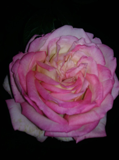 Photo0997 - valul III de inflorire