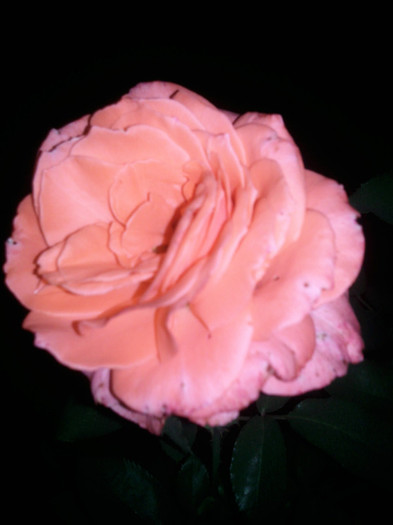 Photo0999 - valul III de inflorire