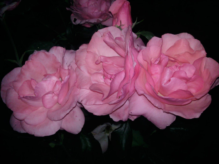 Photo1003 - valul III de inflorire