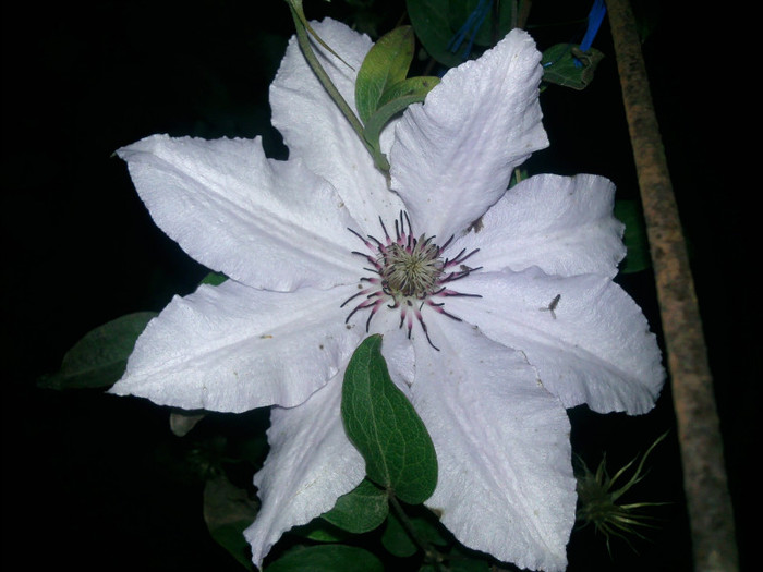 Photo1006 - valul III de inflorire