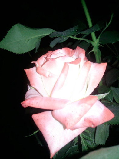 Photo1011 - valul III de inflorire