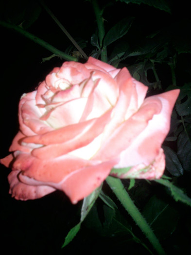 Photo1012 - valul III de inflorire