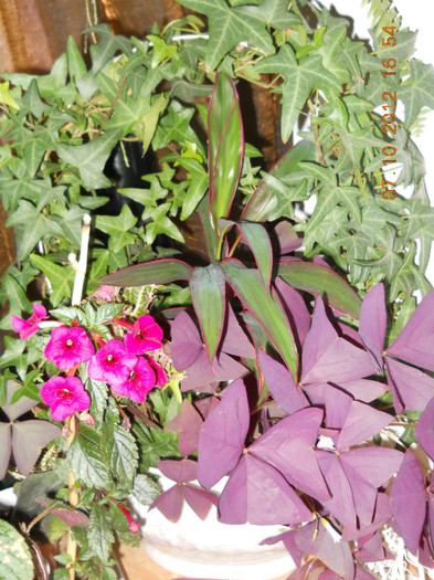 0610.2012 039 - BALCONUL MEU IN OCTOMBRIE 2012