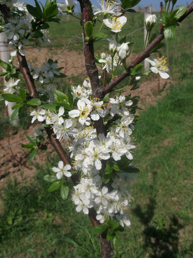 DSCF0801 - POMI FRUCTIFERI