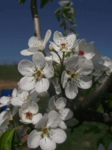 DSCF0803 - POMI FRUCTIFERI