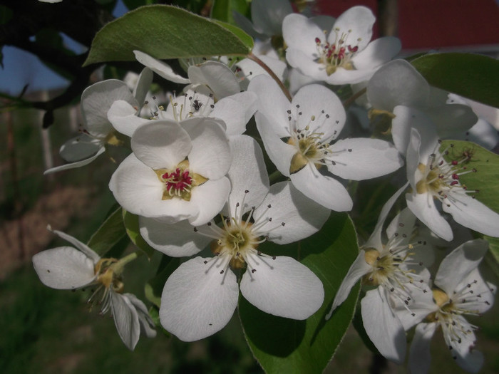 DSCF0811 - POMI FRUCTIFERI