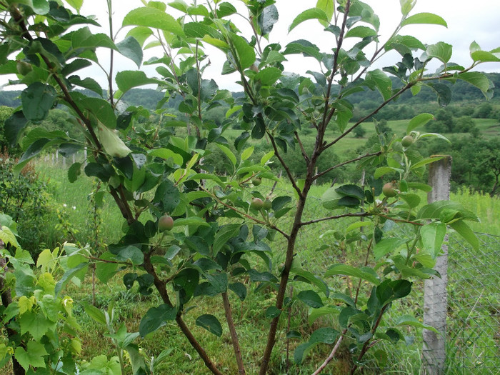 Prima recolta - POMI FRUCTIFERI