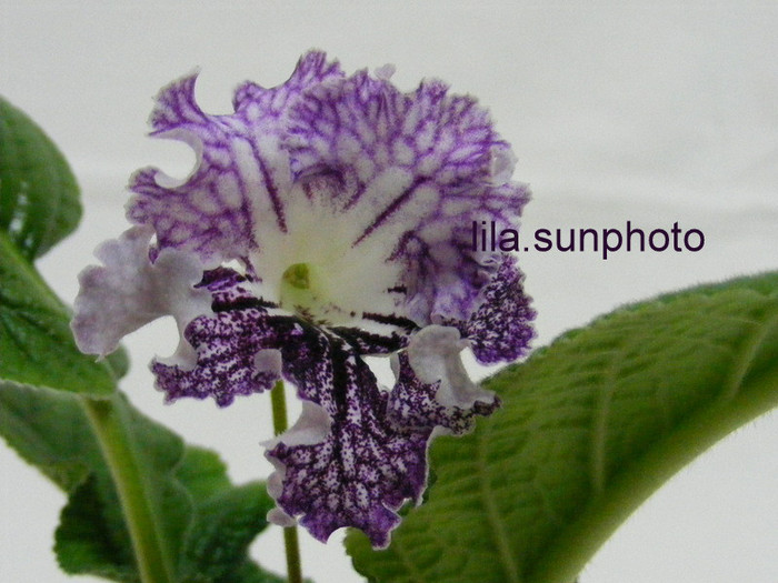  - streptocarpus HEJNAL