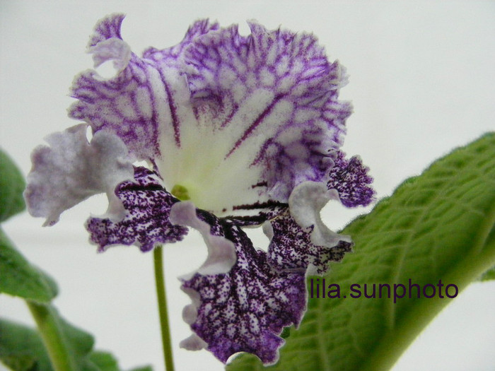  - streptocarpus HEJNAL