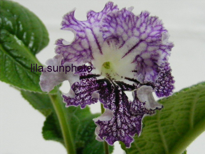  - streptocarpus HEJNAL