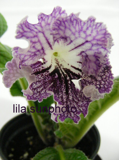  - streptocarpus HEJNAL