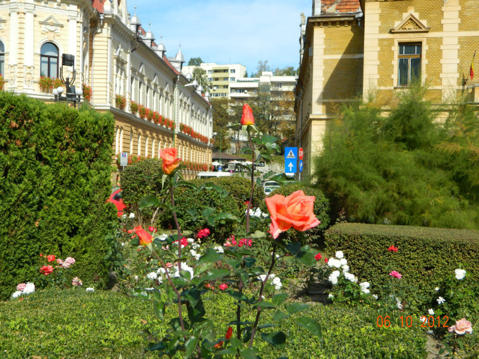 DSCN2221 - X Brasov-orasul meu plide de flori