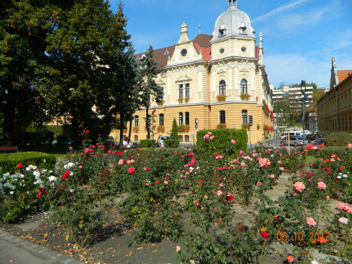 DSCN2218 - X Brasov-orasul meu plide de flori