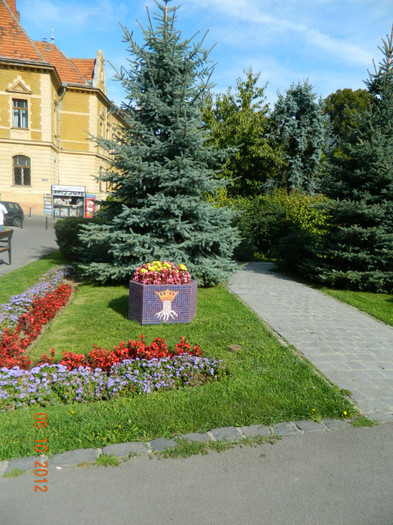DSCN2223 - X Brasov-orasul meu plide de flori