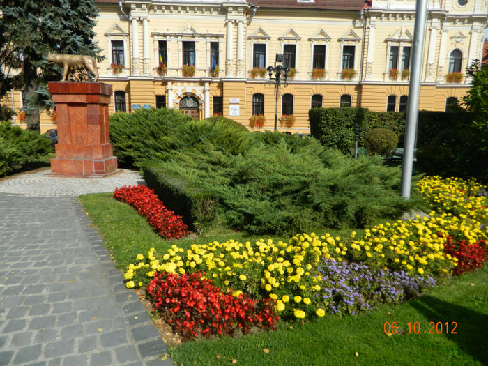 Lupoaica cu puii - X Brasov-orasul meu plide de flori