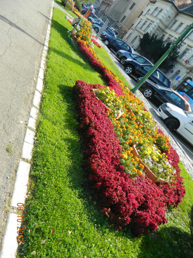 DSCN2239 - X Brasov-orasul meu plide de flori