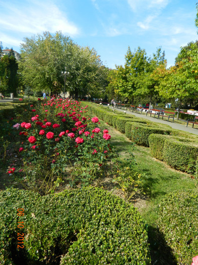 ...de trandafiri... - X Brasov-orasul meu plide de flori