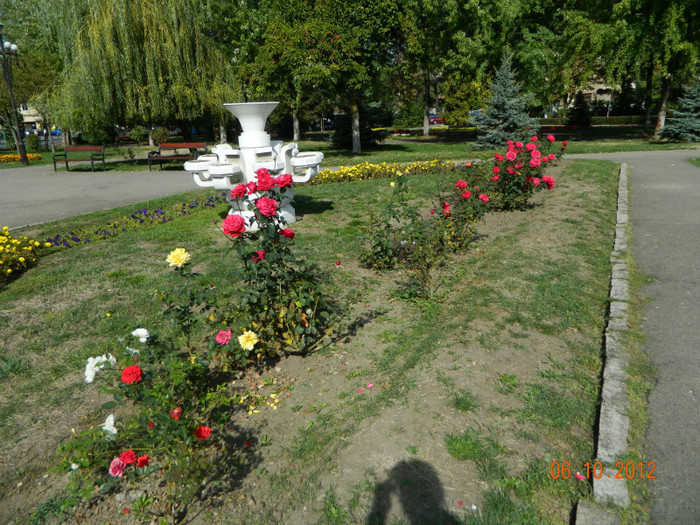 DSCN2249 - X Brasov-orasul meu plide de flori