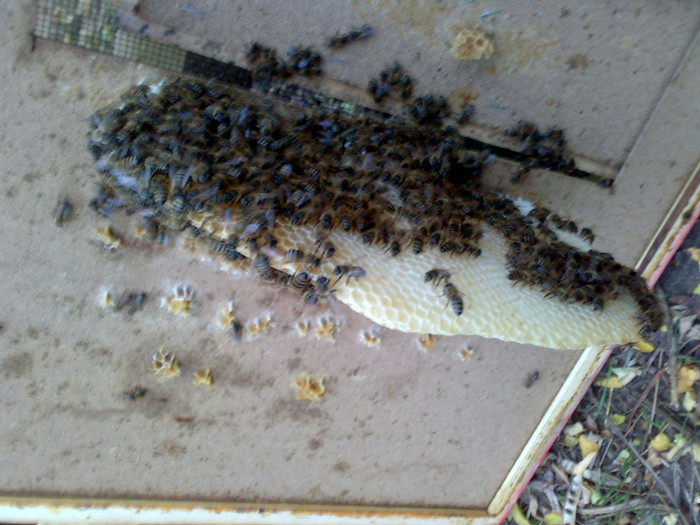 01102012015 - Zum-Zum-Albinuta