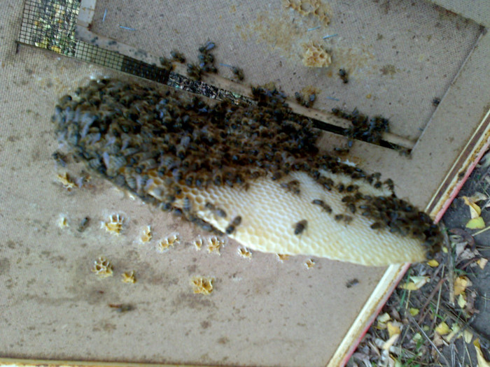 01102012016 - Zum-Zum-Albinuta