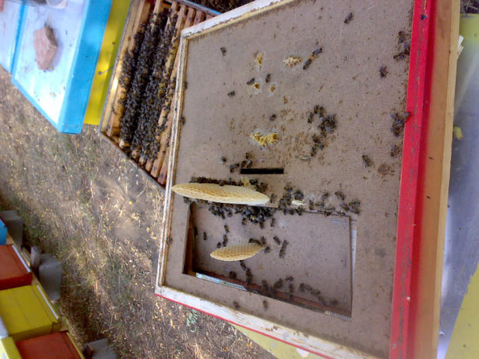 01102012018 - Zum-Zum-Albinuta