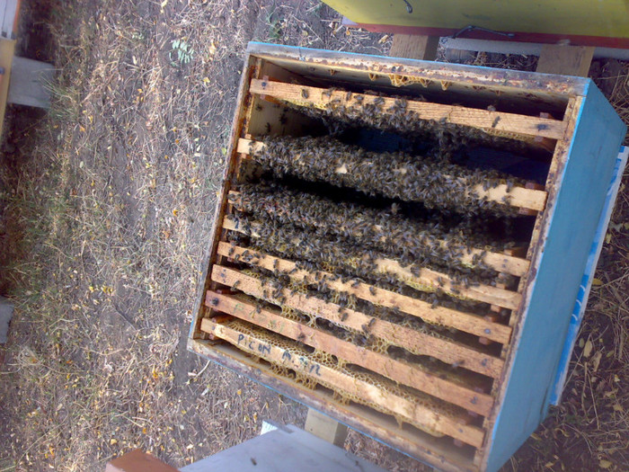 01102012019 - Zum-Zum-Albinuta