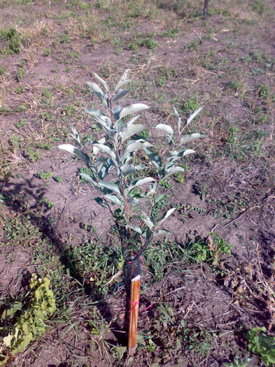 25092012004 - Teren si livada din fonduri europene dupa un an de zile de la plantatie