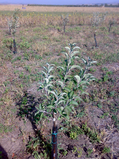 25092012005 - Teren si livada din fonduri europene dupa un an de zile de la plantatie