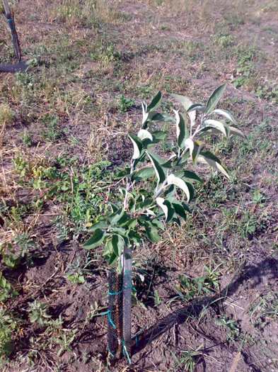 25092012007 - Teren si livada din fonduri europene dupa un an de zile de la plantatie