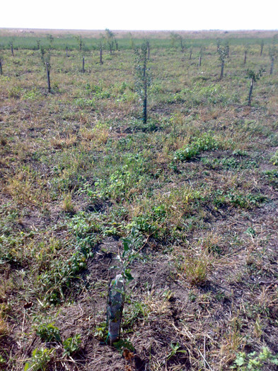 25092012010 - Teren si livada din fonduri europene dupa un an de zile de la plantatie