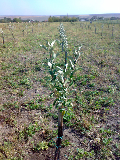 25092012011 - Teren si livada din fonduri europene dupa un an de zile de la plantatie