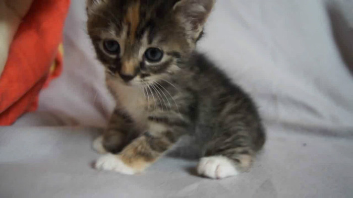 Cute Baby Kitten meows because Mama Cat is not there_20121007-22360041 - Alte pufosheniiiii xD