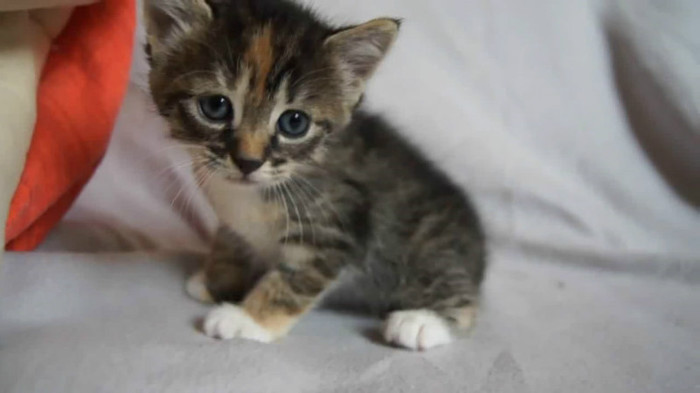 Cute Baby Kitten meows because Mama Cat is not there_20121007-22361165 - Alte pufosheniiiii xD