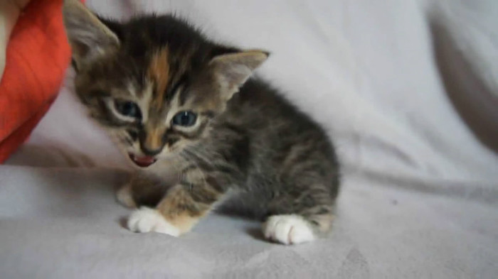 Cute Baby Kitten meows because Mama Cat is not there_20121007-22361714 - Alte pufosheniiiii xD