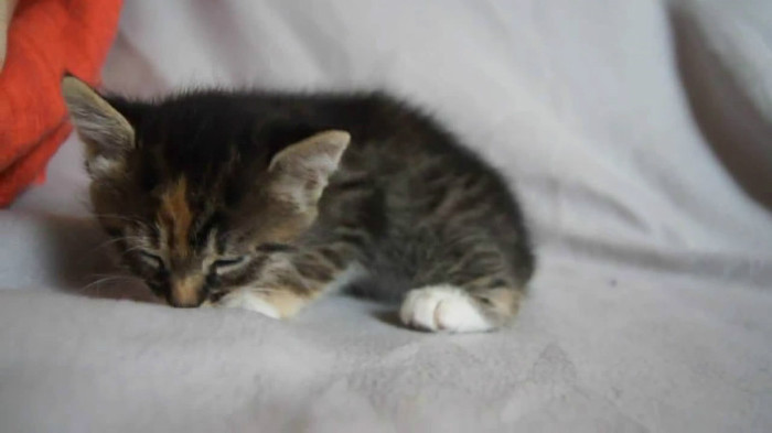 Cute Baby Kitten meows because Mama Cat is not there_20121007-22362097 - Alte pufosheniiiii xD