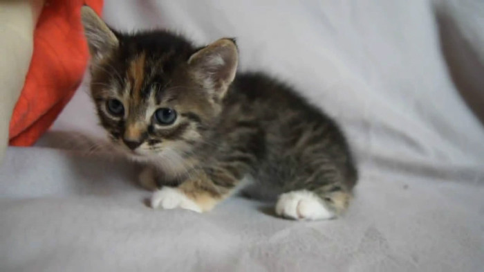 Cute Baby Kitten meows because Mama Cat is not there_20121007-22362384 - Alte pufosheniiiii xD