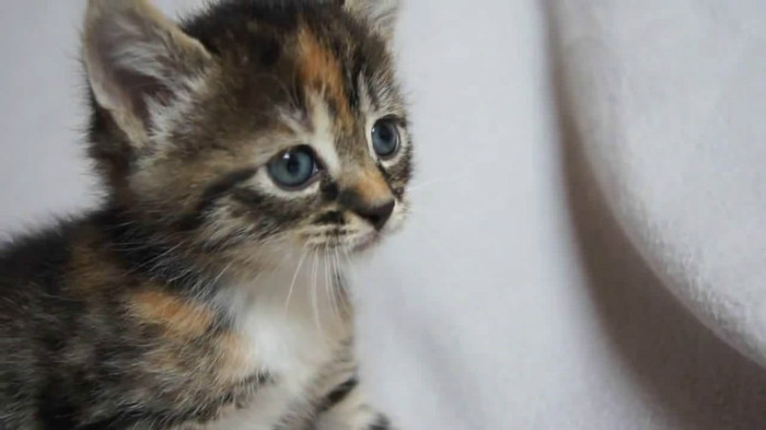 Cute Baby Kitten meows because Mama Cat is not there_20121007-22364335 - Alte pufosheniiiii xD