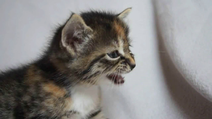 Cute Baby Kitten meows because Mama Cat is not there_20121007-22365096