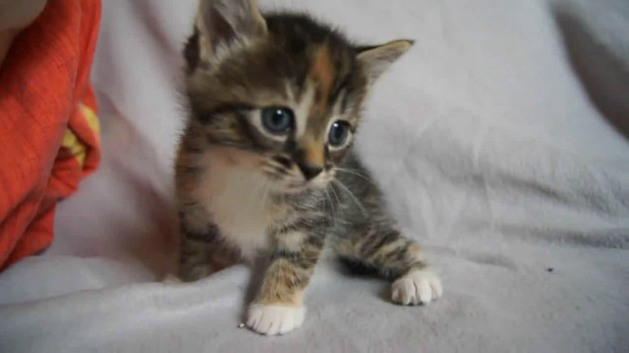 Cute Baby Kitten meows because Mama Cat is not there_20121007-22365694 - Alte pufosheniiiii xD