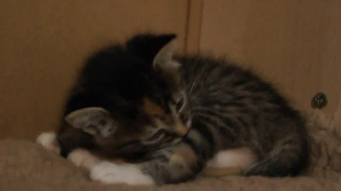 Cute Baby Kitten meows because Mama Cat is not there_20121007-22374015 - Alte pufosheniiiii xD