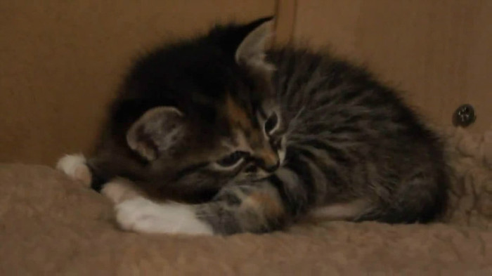 Cute Baby Kitten meows because Mama Cat is not there_20121007-22374467 - Alte pufosheniiiii xD