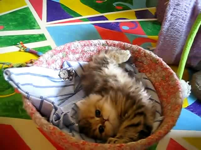 Cute Persian kitten, Intrepid - 07.30.11_20121007-22384512 - Alte pufosheniiiii xD