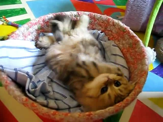 Cute Persian kitten, Intrepid - 07.30.11_20121007-22385711