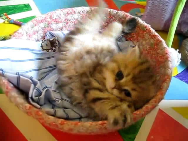 Cute Persian kitten, Intrepid - 07.30.11_20121007-22390786