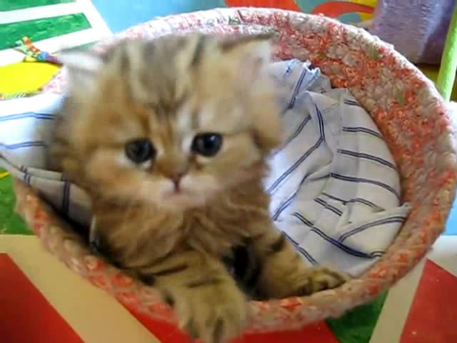 Cute Persian kitten, Intrepid - 07.30.11_20121007-22392720 - Alte pufosheniiiii xD
