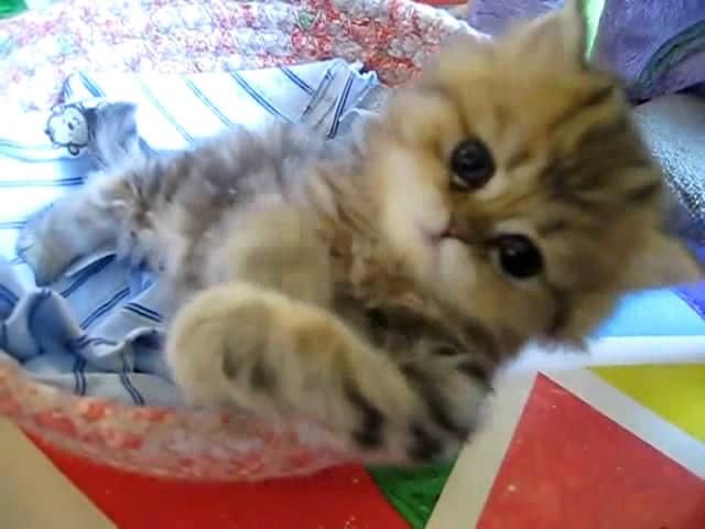 Cute Persian kitten, Intrepid - 07.30.11_20121007-22400112 - Alte pufosheniiiii xD