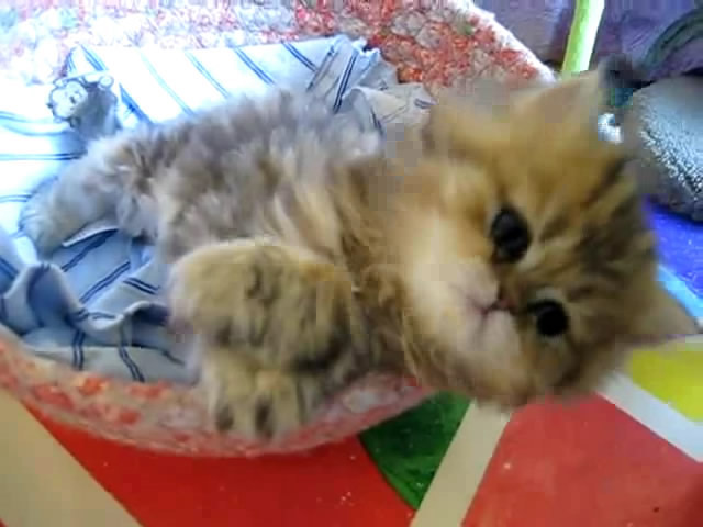 Cute Persian kitten, Intrepid - 07.30.11_20121007-22400653