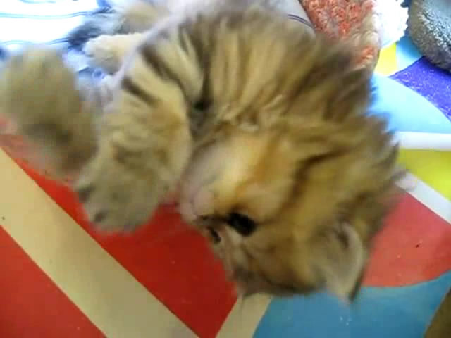 Cute Persian kitten, Intrepid - 07.30.11_20121007-22401572