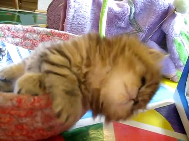 Cute Persian kitten, Intrepid - 07.30.11_20121007-22413911 - Alte pufosheniiiii xD
