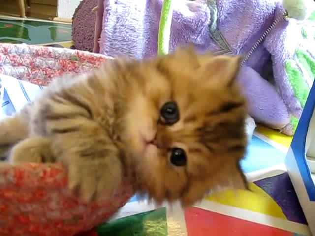 Cute Persian kitten, Intrepid - 07.30.11_20121007-22414175 - Alte pufosheniiiii xD
